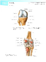 Sobotta  Atlas of Human Anatomy  Trunk, Viscera,Lower Limb Volume2 2006, page 293